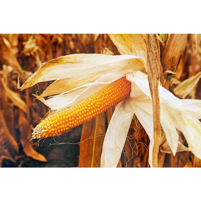 Benih Bibit Biji - Jagung Popcorn SUPER QUALITY Zea mays Seeds - IMPORT