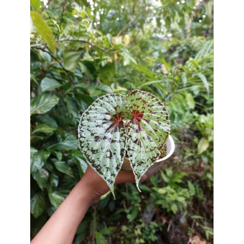 begonia/Begonia sp/tanamab begonia