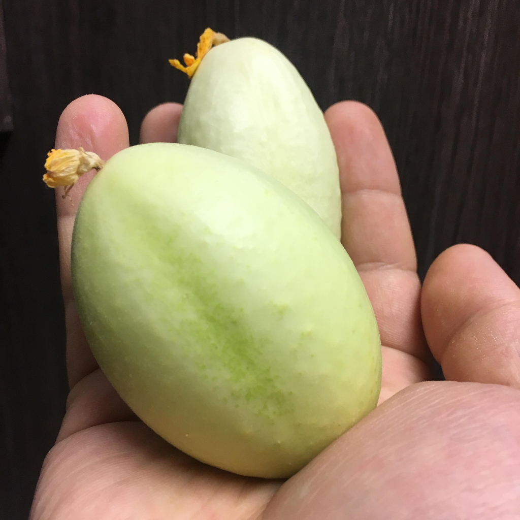 Benih Bibit Biji - Cucumber Dragon Egg Mentimun Telur Naga Heirloom Seeds - IMPORT