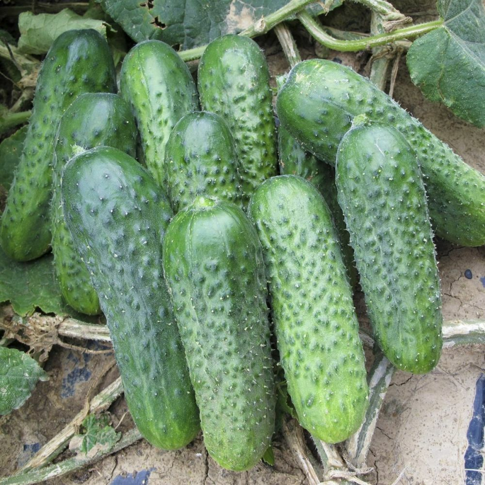 Benih Bibit Biji - Cucumber Gherkin Anulka F1 Mentimun Hibrida Seeds - IMPORT