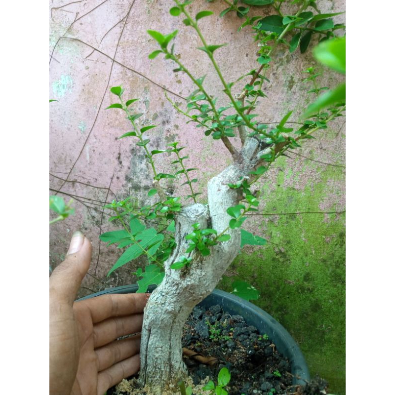bonsai sancang real pict