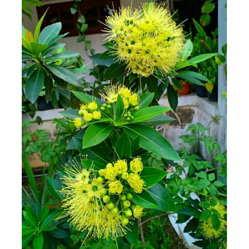 TANAMAN SANTOS LEMON BUNGA KUNING TINGGI 1 METER