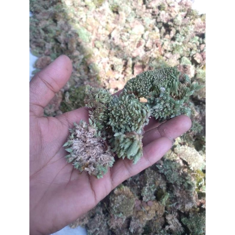 MEDIA TANAM LUMUT PINUS PERKARUNG | AGLONEMA | AROID