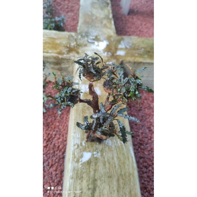 bonsai buce aquascape