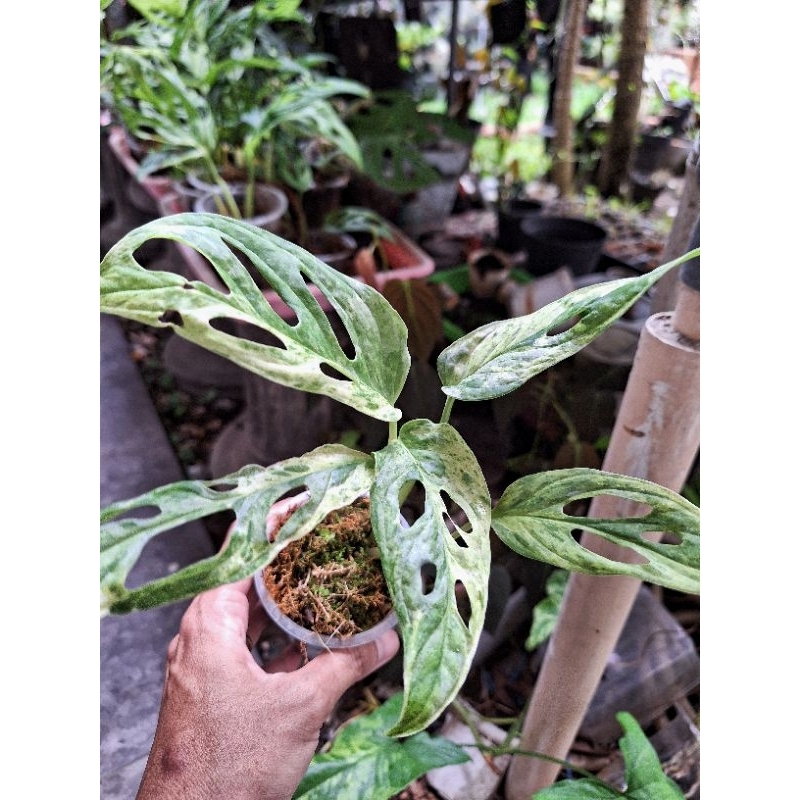 janda bolong variegata lokal
