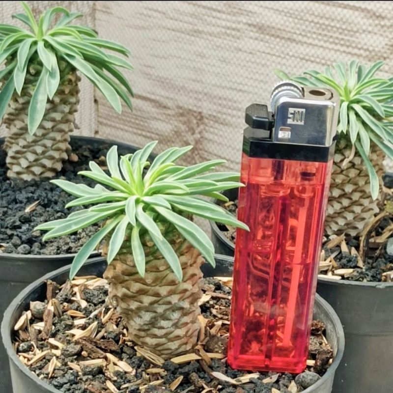 Euphorbia Kirin - Sedang