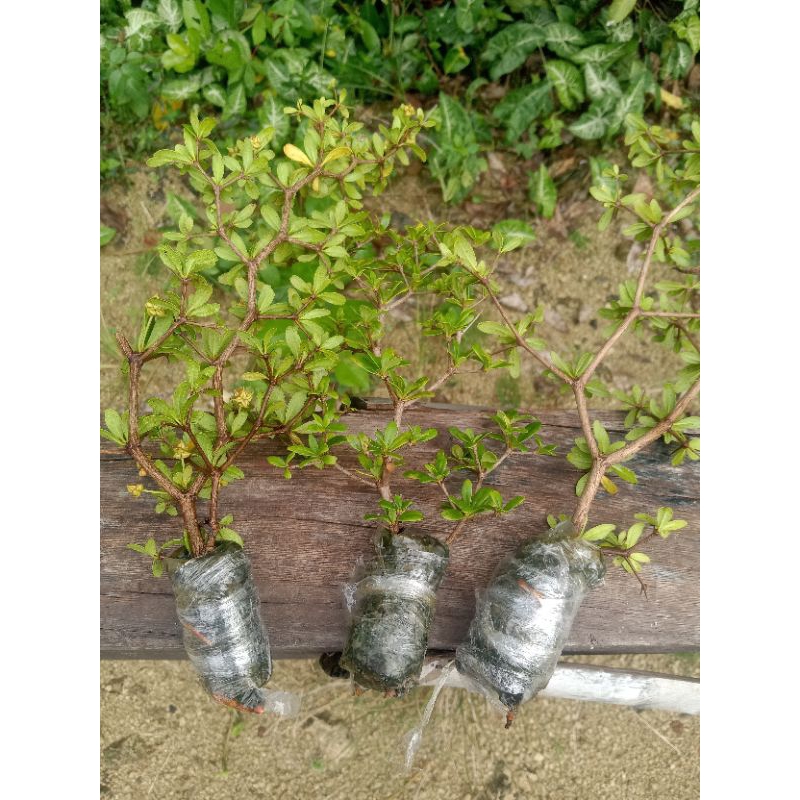 bibit Black Olive / Bucida sudah akar hasil cangkok