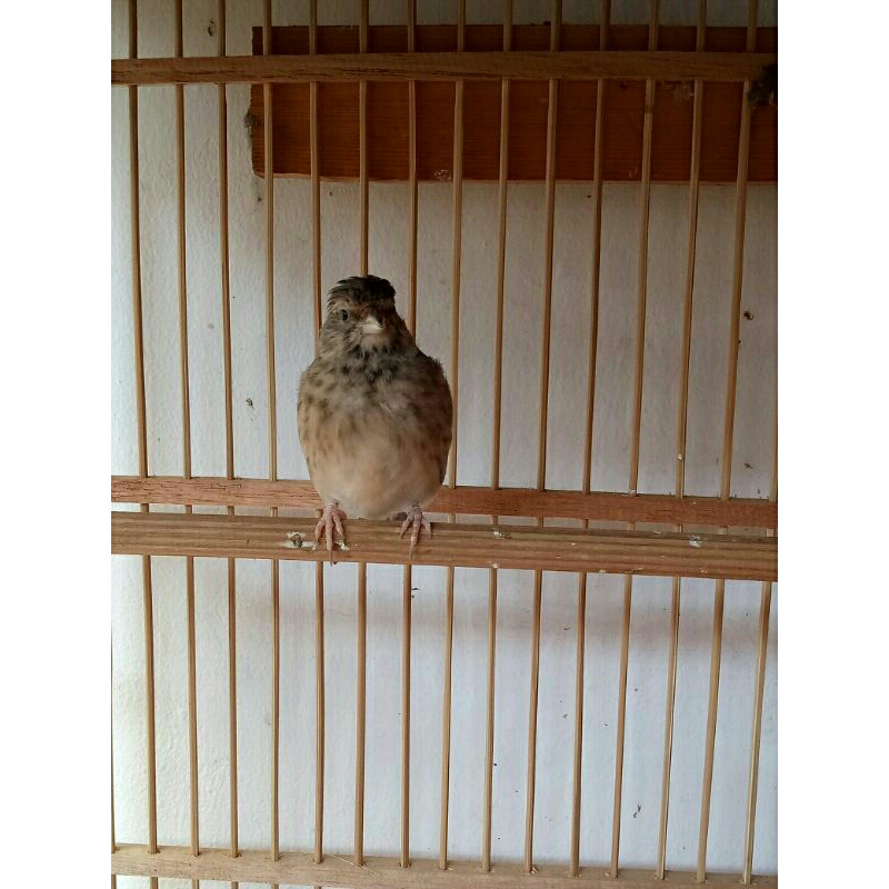 Burung Blackthroat jantan gacor