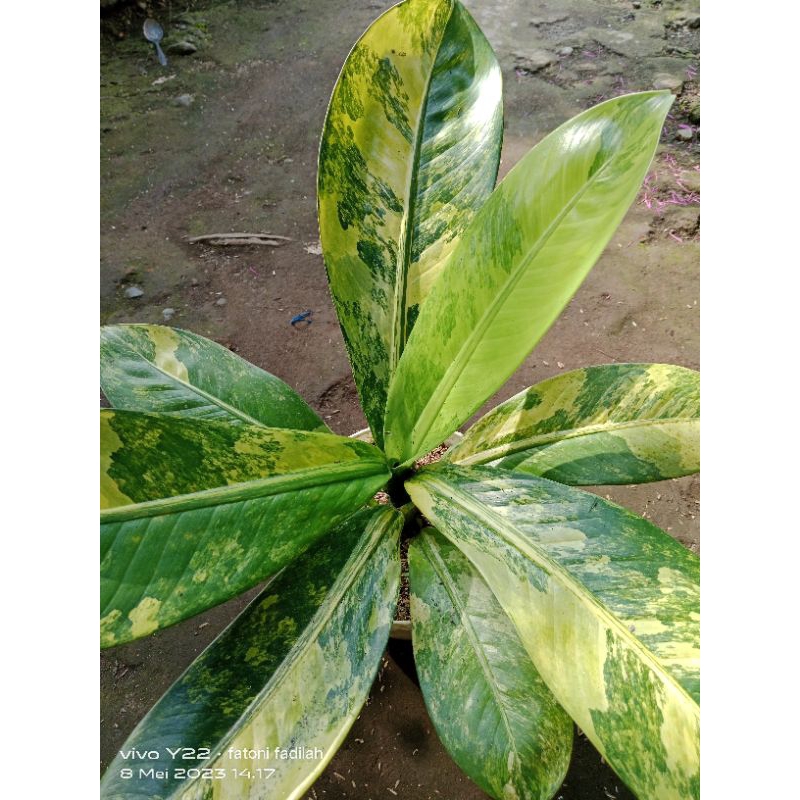 DIVEN PANGLIMA VARIGATED  super jumbo