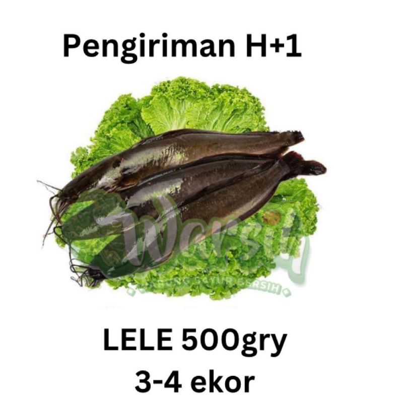 

WARSIH • IKAN LELE SEGAR 500GR