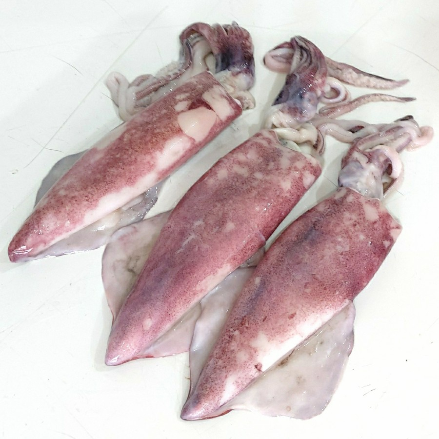 

Cumi Bangka Segar 1/2kg - 1kg