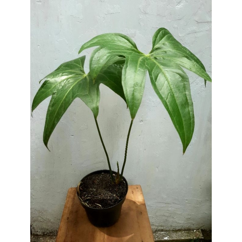 Anthurium jari / Pedatoradiatum