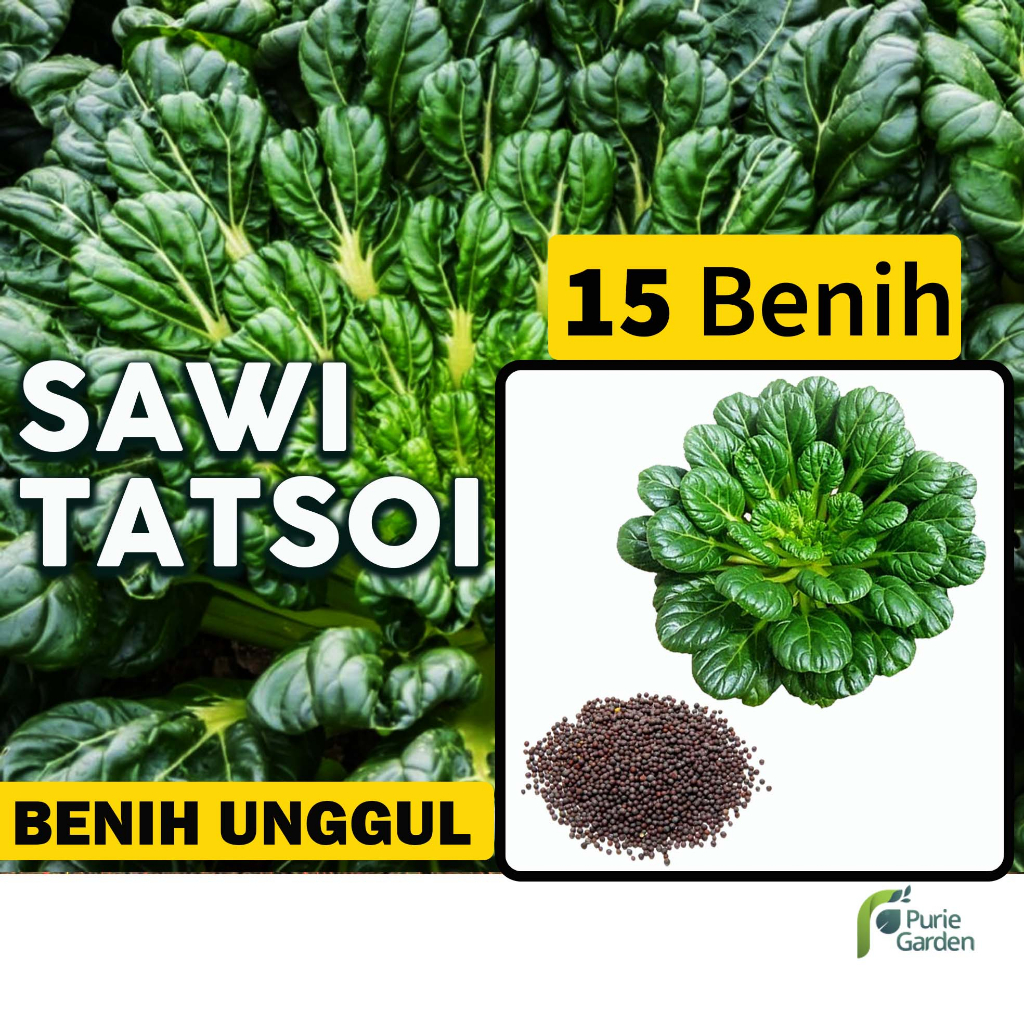 Benih Bibit Sawi Hijau Pagoda Tatsoi 15 Benih Seribuan PG SBY