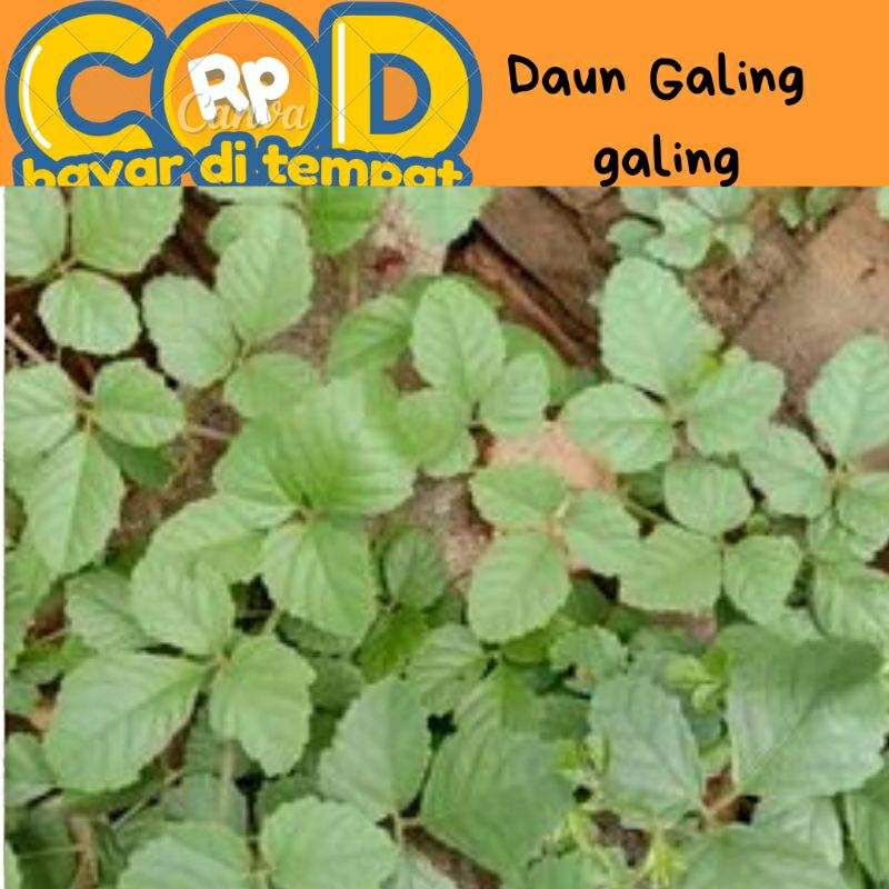 

Daun Galing - Galing segar di petik saat dipesan 250 gram