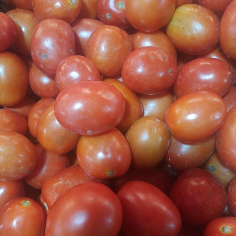 

tomat merah 1 kg ukuran kecil