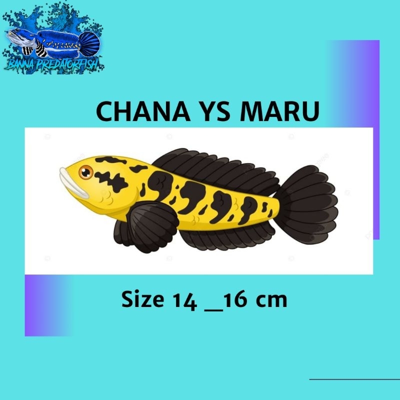 CHANA YS MARU Size 14 _ 16CM