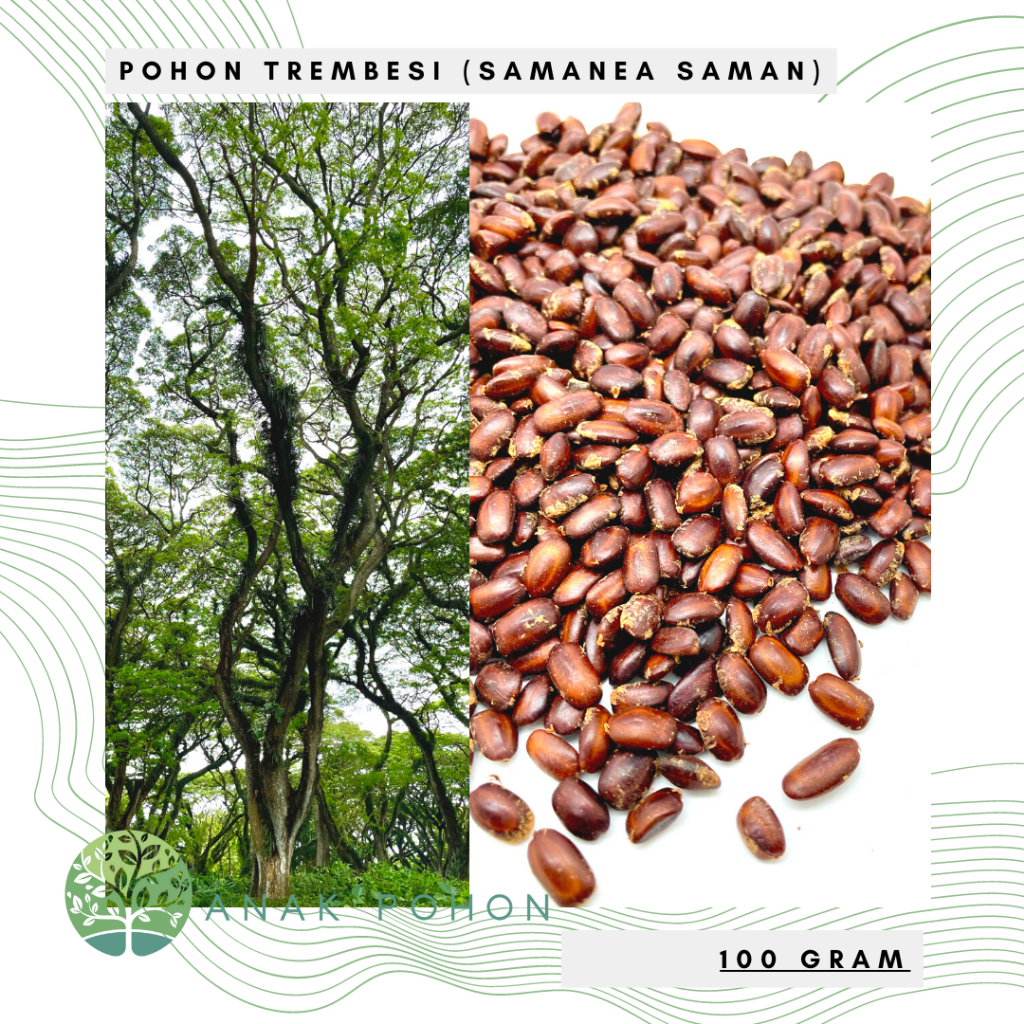 (100 GRAM) Benih Bibit Biji - Pohon Trembesi (Samanea saman) Suar Kihujan Baujan Kayu Ambon Munggur Seeds