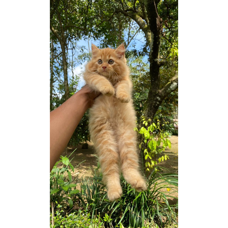 Produk Adopsi_kucing (Bermahar) | Shopee Indonesia