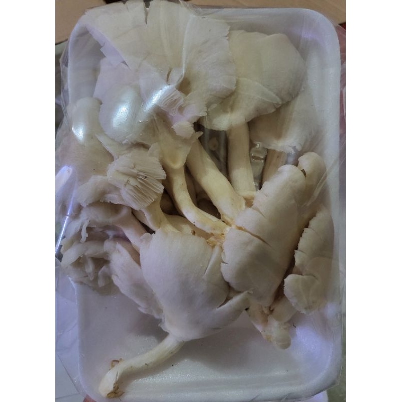 

Jamur Tiram