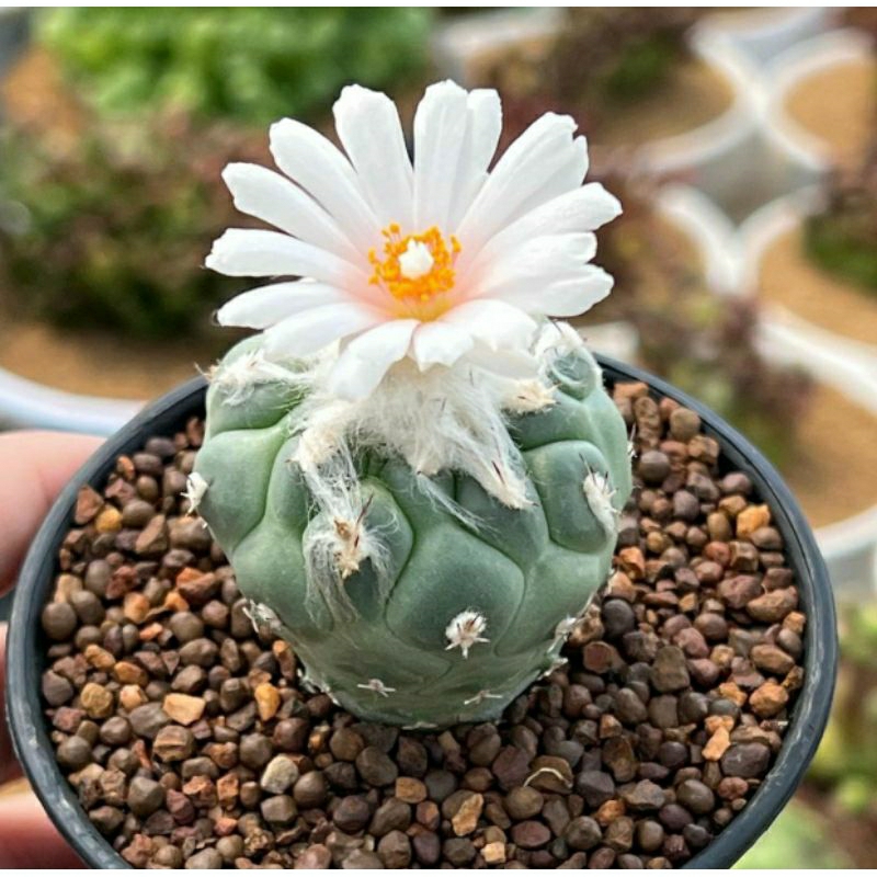 TURBINICARPUS LOPHOPHOROIDES / KAKTUS IMPORT / KAKTUS MURAH / BIBIT KAKTUS IMPORT / KAKTUS OWNROOT