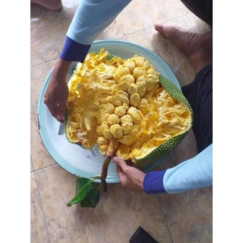 BIBIT CEMPEDAK KING KUNING 100 CM