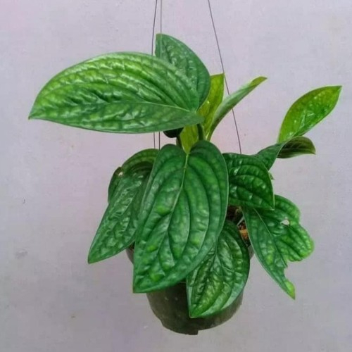 Tanaman hias/pohon hias hidup  sri badak