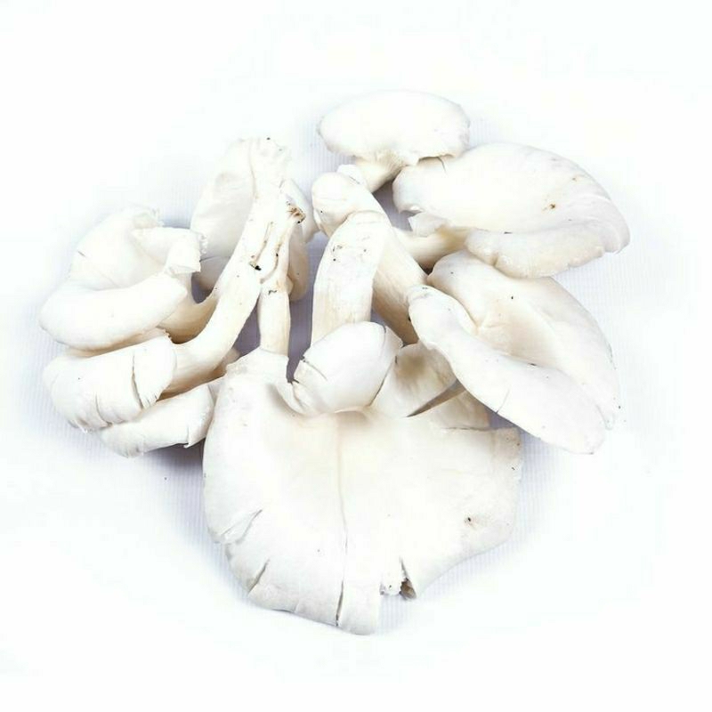 

Jamur Tiram 1Kg