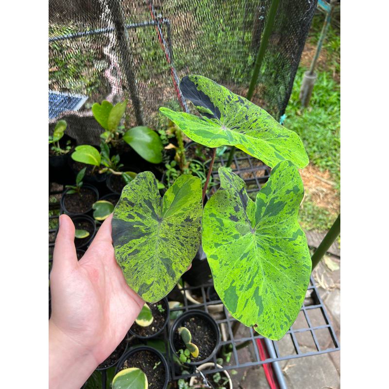 COLOCASIA MOJITO