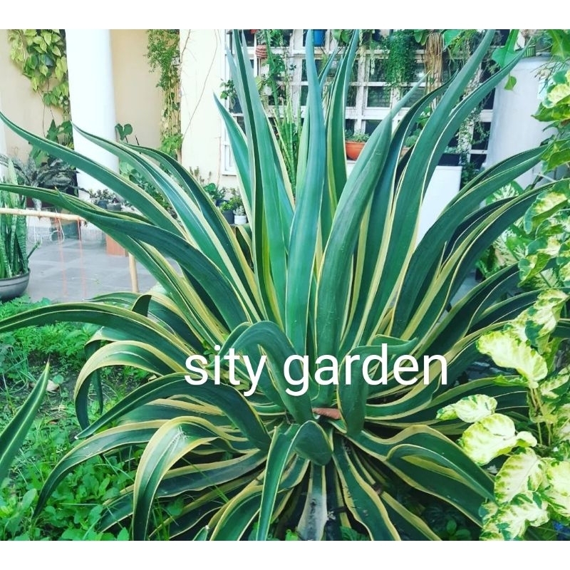 Tanaman Hias Agave Mahkota