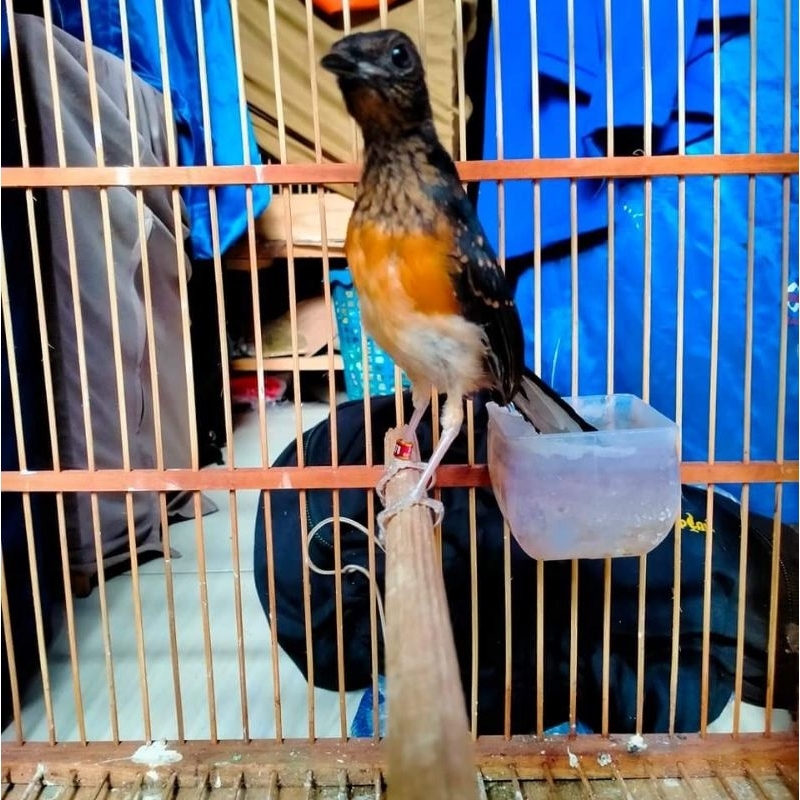 murai trotol jantan indukan prestasi