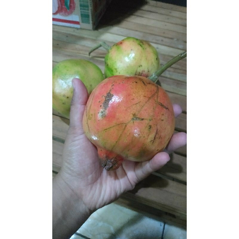 

Buah Delima Besar Jumbo / Big Pomegranade