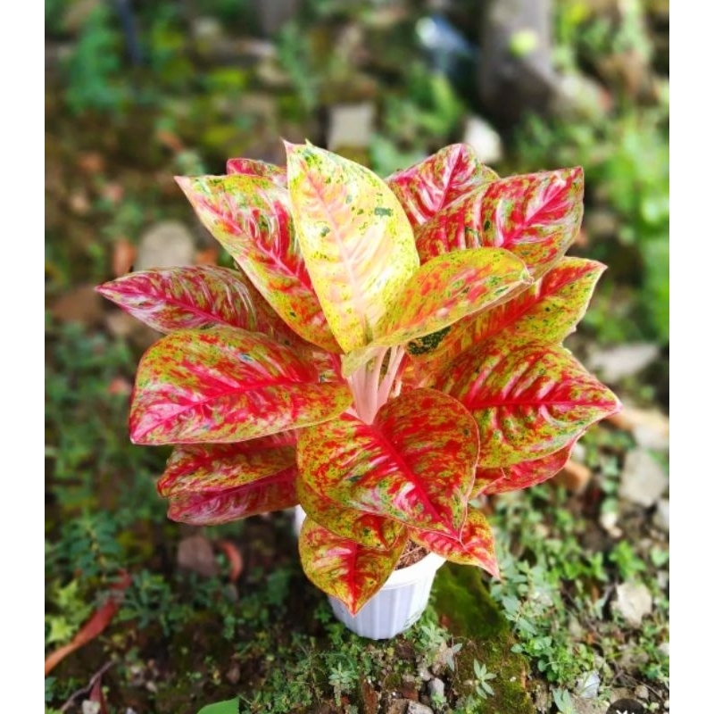 Aglonema Mahaseti Mutasi Merah Murah Tanaman Hias Aglonema Aglaonema Mahaseti Mutasi Murah Merah BUK