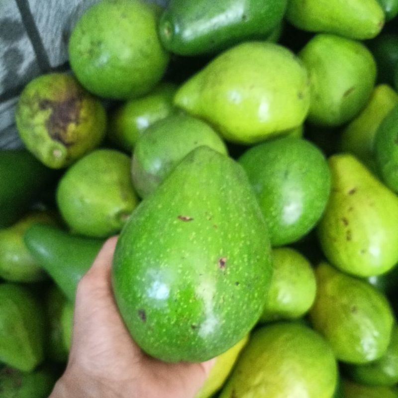 

pokat mentega ukuran sedng