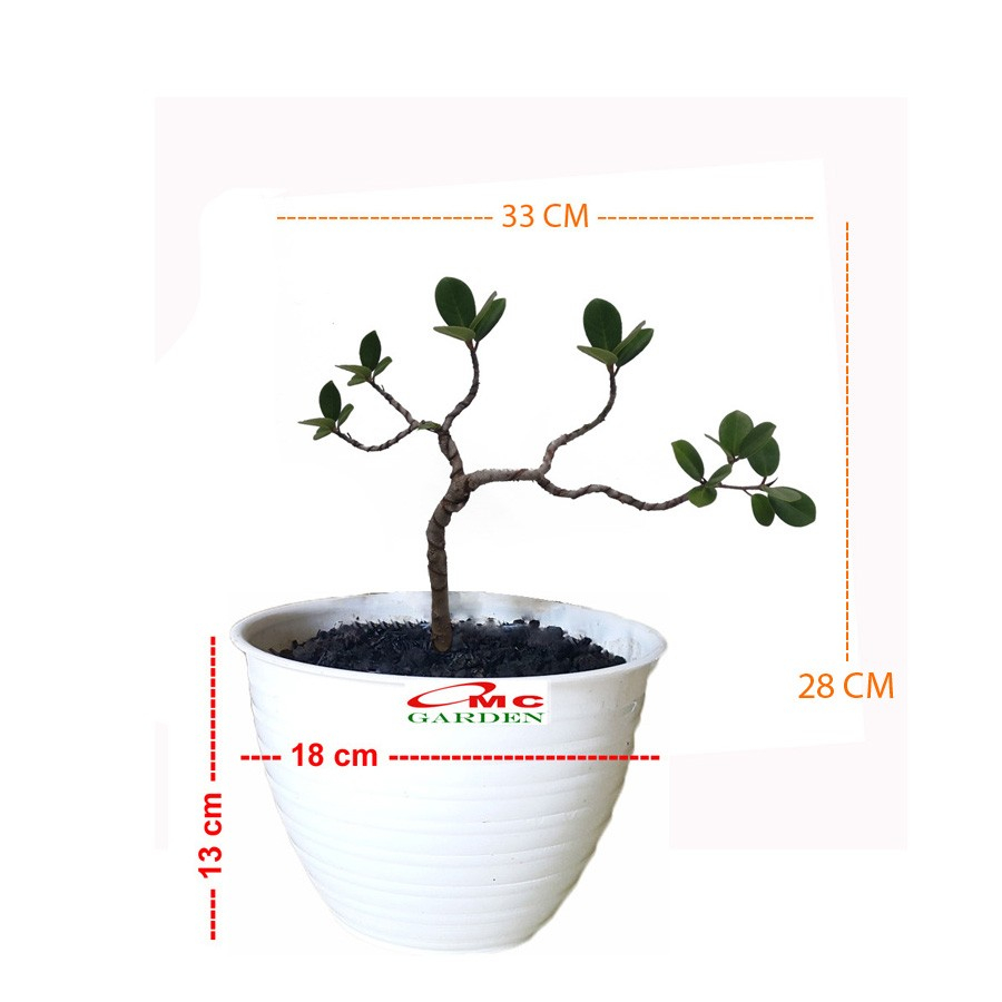 Tanaman Hias Pohon Bonsai Mame Beringin Korea Mini Dolar B-BK-021