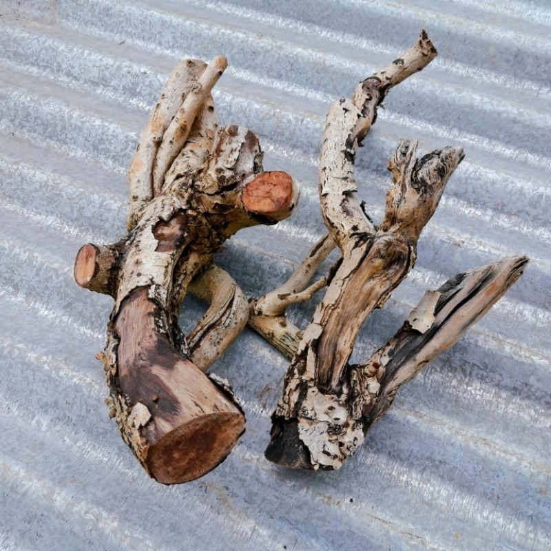 bongol kayu stigi laut asli