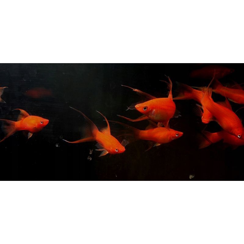 platy Simson lyretail