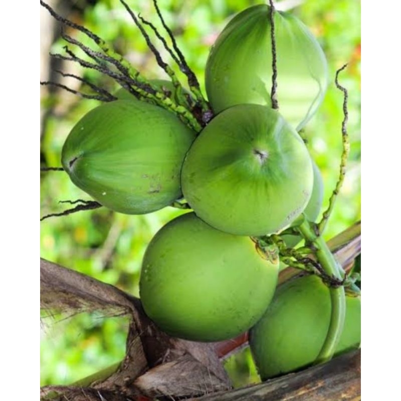 

Kelapa Hijau Segar