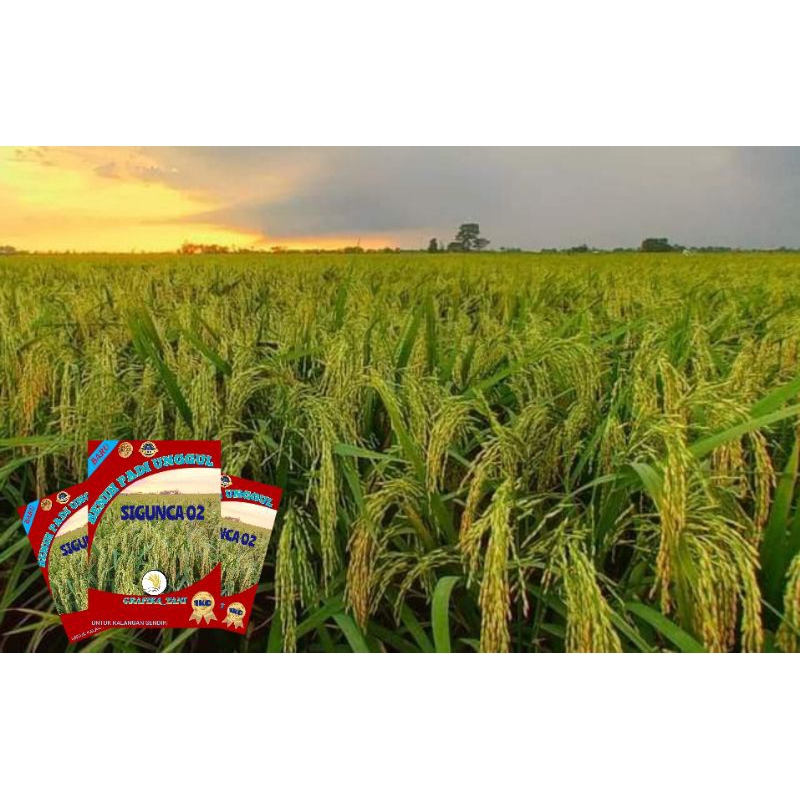 BENIH PADI SIGUNCA 02