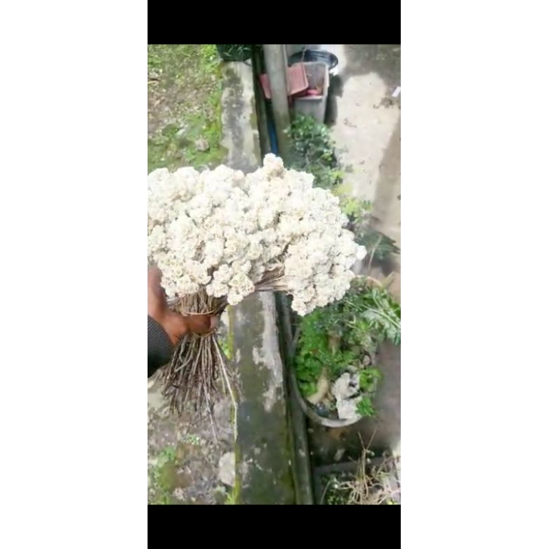 Grosir BUNGA EDELWEAS / BUNGA ABADI //  BUNGA KERING //  BUNGA MURAH
