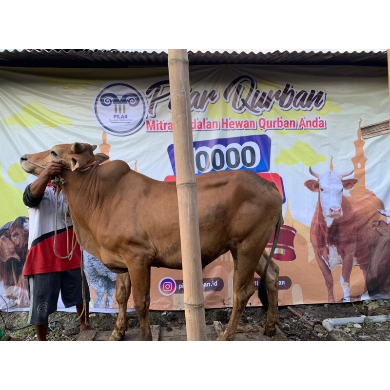 

Sapi Qurban Harga Grosir