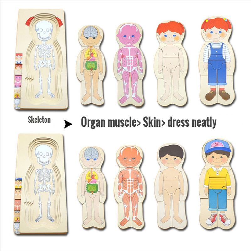 Human Body Puzzle Multilayer Anatomy Educational Wooden Puzzle Anak Montessori Puzzle Games