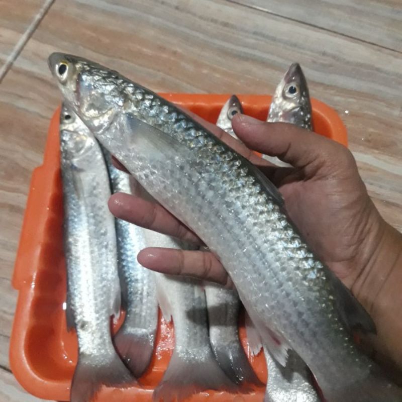 

Ikan Belanak segar 1kg ikan belanak