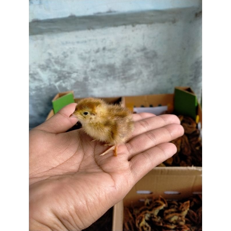 Doq puyuh betina, bibit puyuh betina, bibit puyuh petelur