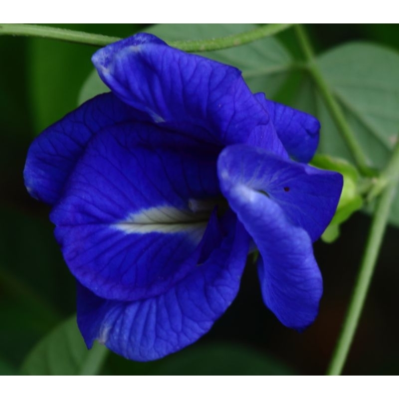 Bibit Bunga Telang Tumpuk