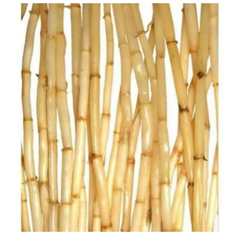 

⭐️⭐️⭐️⭐️⭐️ akar alang alang