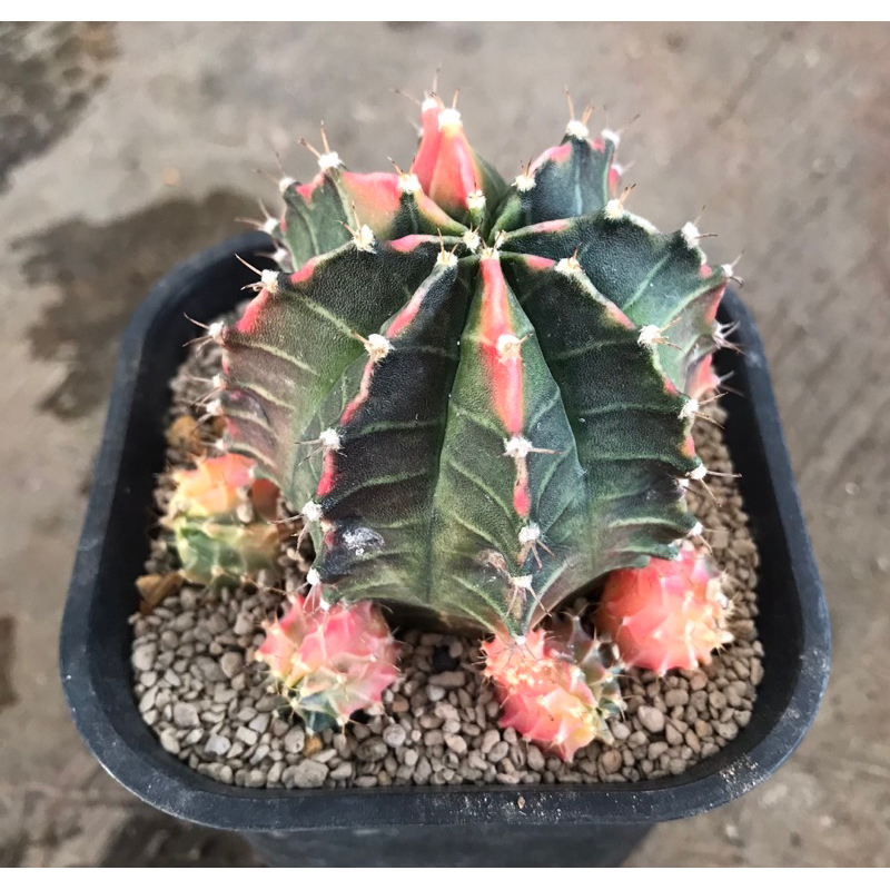 Gymno Starfire Indukan