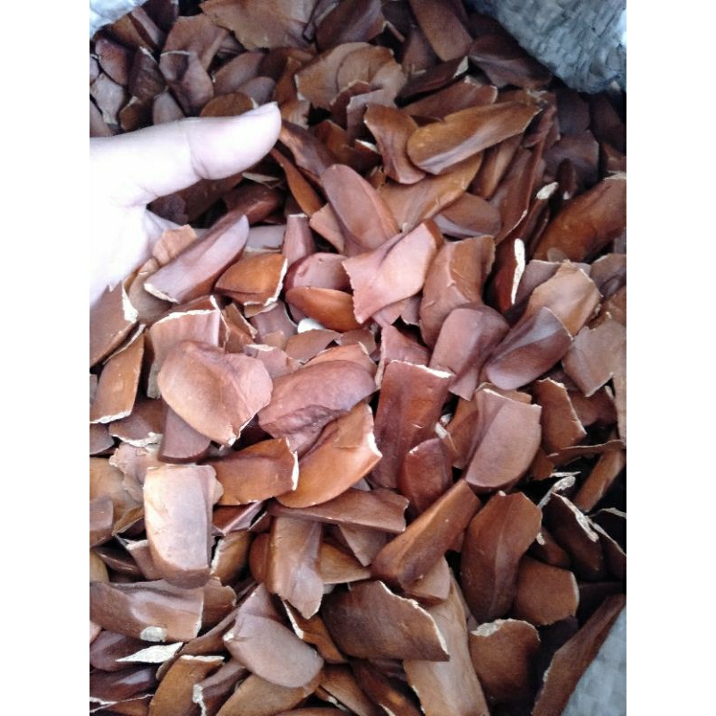 

Biji mahoni 1kg | buah mahoni kulit