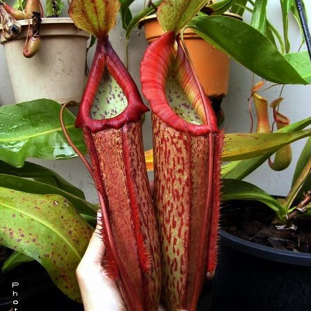 Tanaman Karnivora Nepenthes Miranda (Kantong Semar)