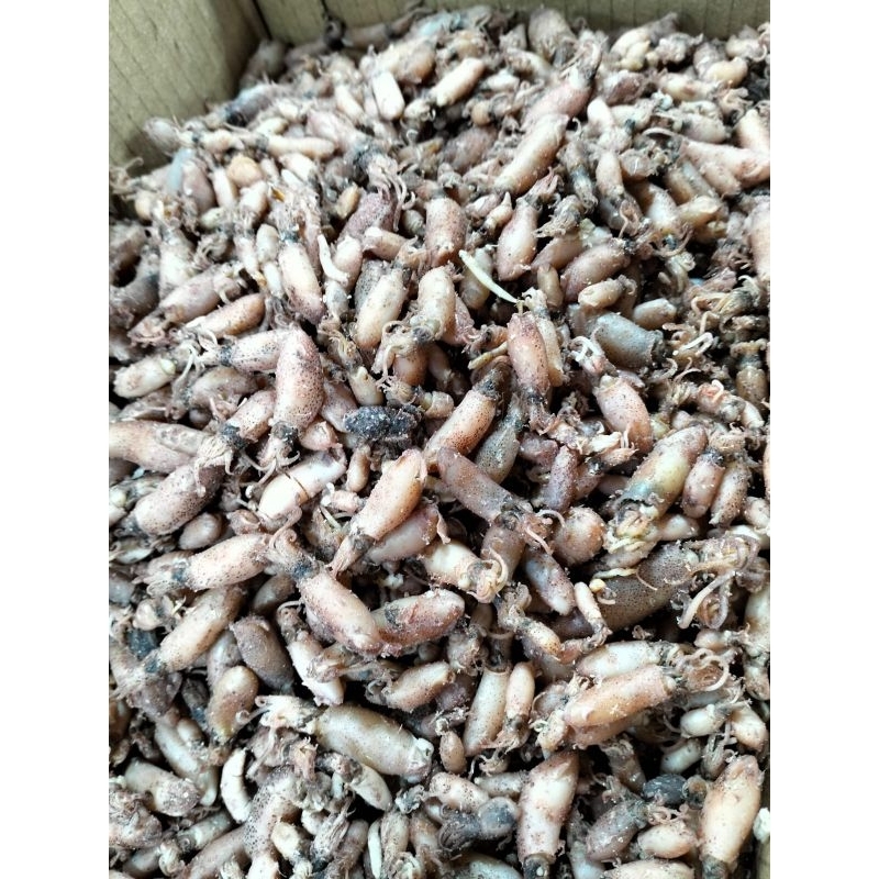 

Cumi asin sedang /isi 1kg