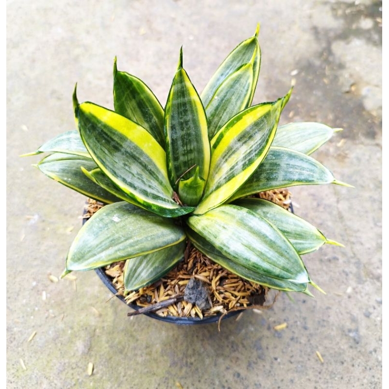 Tanaman Sansevieria Silver frost - Sansivera